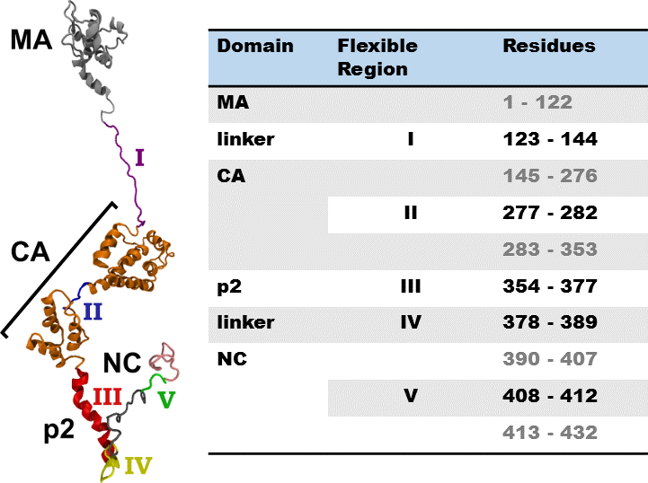Regions of the Gag polyprotein