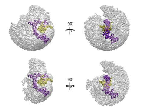 inline image